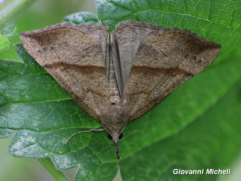 Hypena sp1 - Hypena (Hypena) proboscidalis